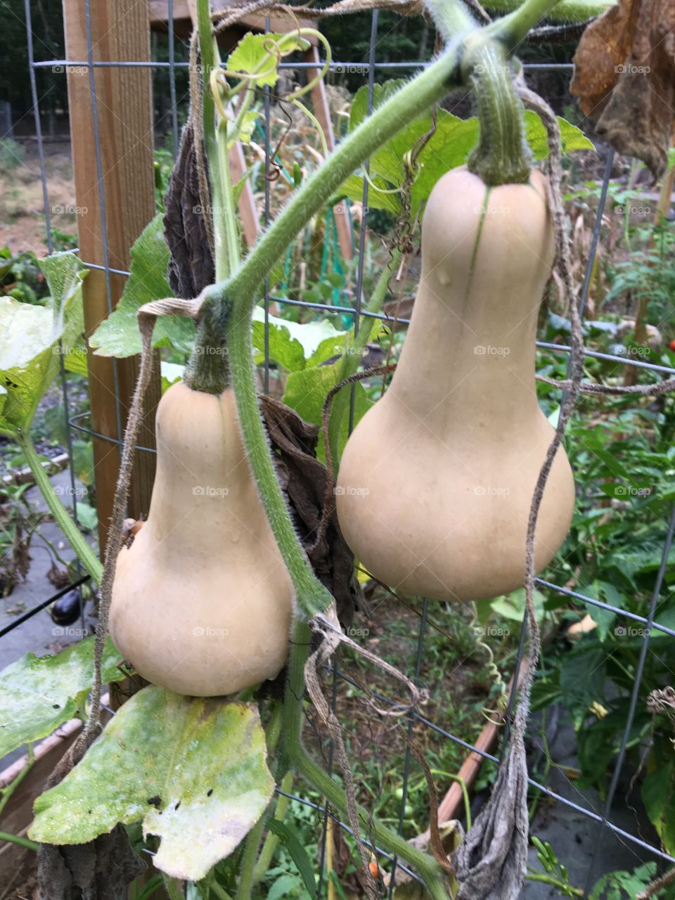 Vertical gardening twin butternut squash 