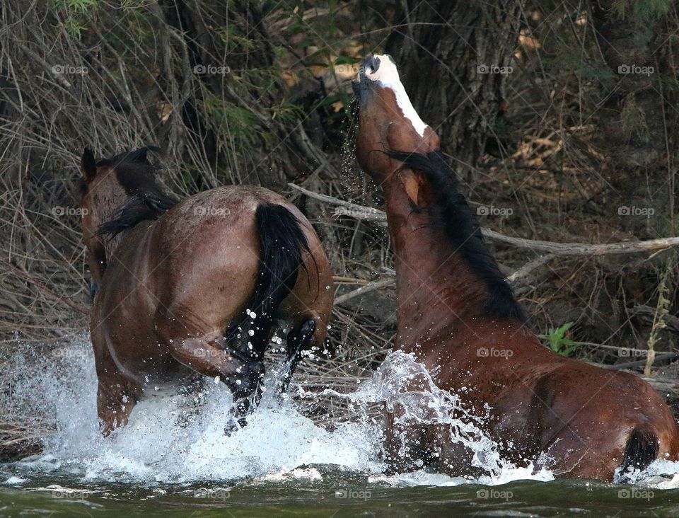 Wild Mare Kicking Stallion in River
