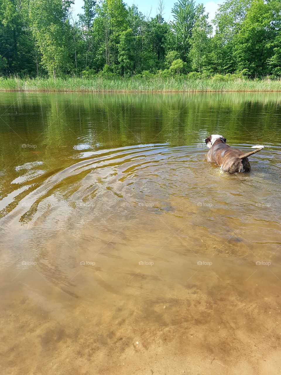 A dog swims in a pond in the country.