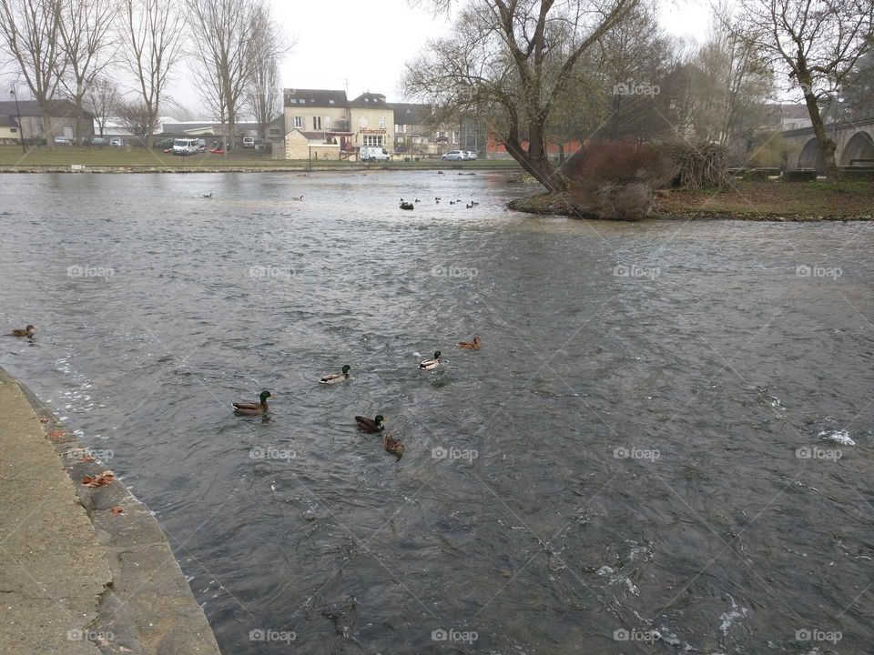River ducks