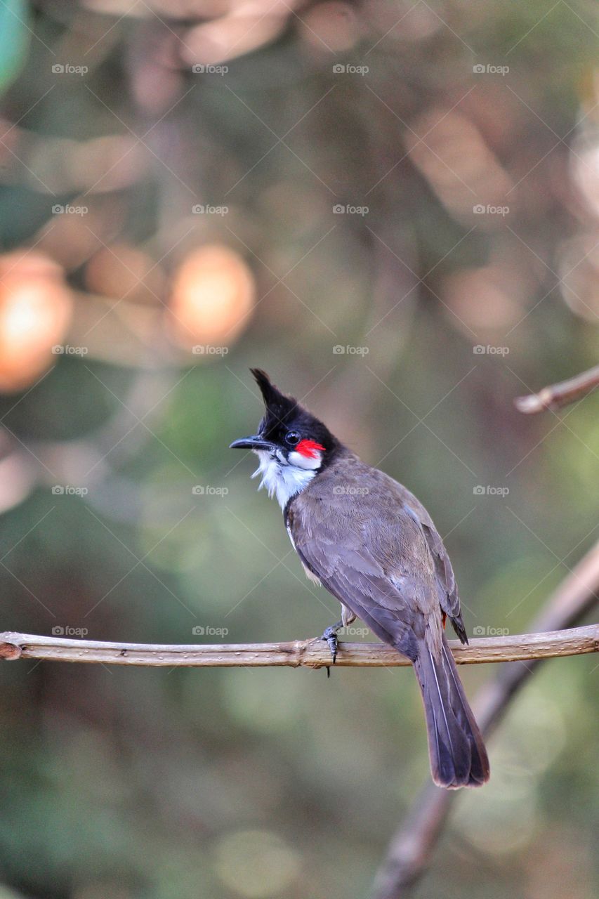 Red Whiskered Bulbul sitting on branch
