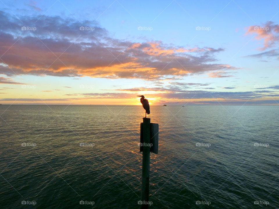 Sunset bird on pole silhouette over the sea shore
