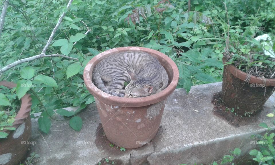 Cat in a pot #1