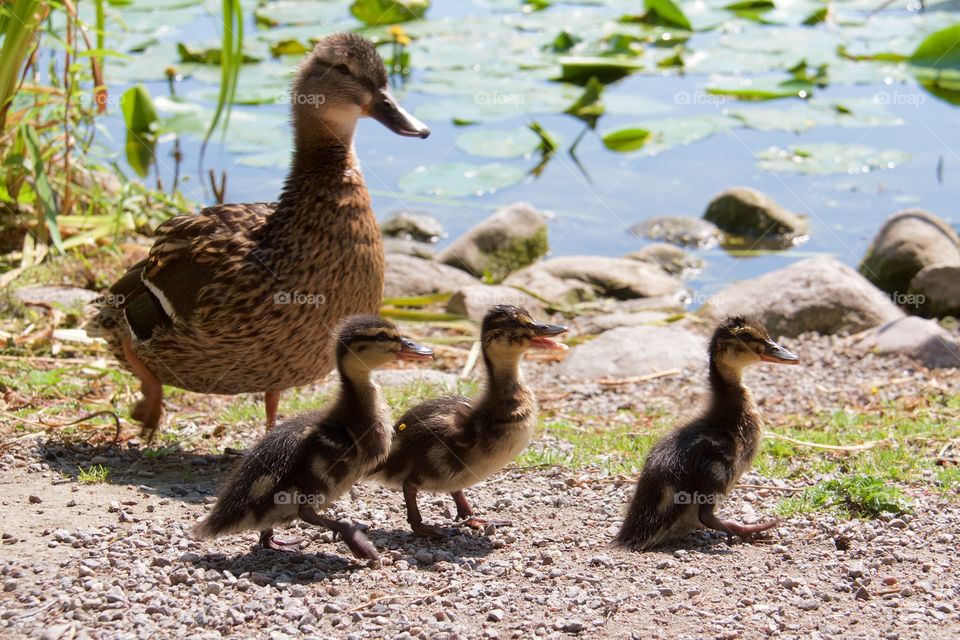 Close-up of duck and ducklings near lakeshore