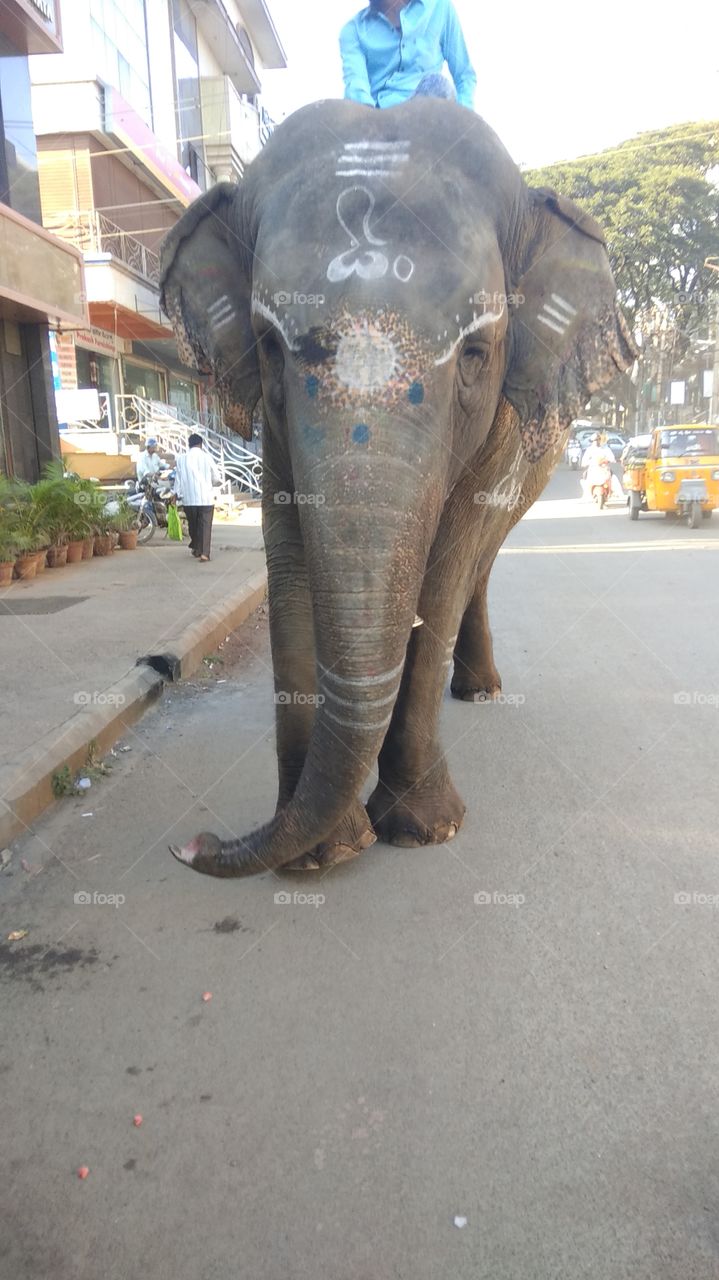 Gajaraj, Jaga Raja, Ganaraya ,elep