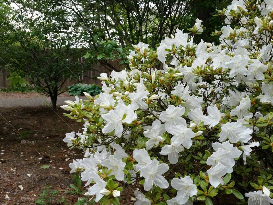 white flowering bush