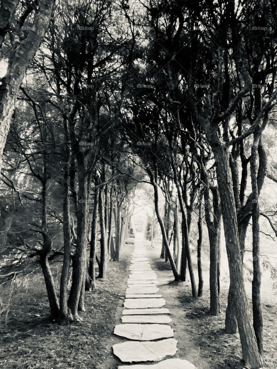 Path under tree canopy, Old Westbury Gardens, Long Island NY, spring 