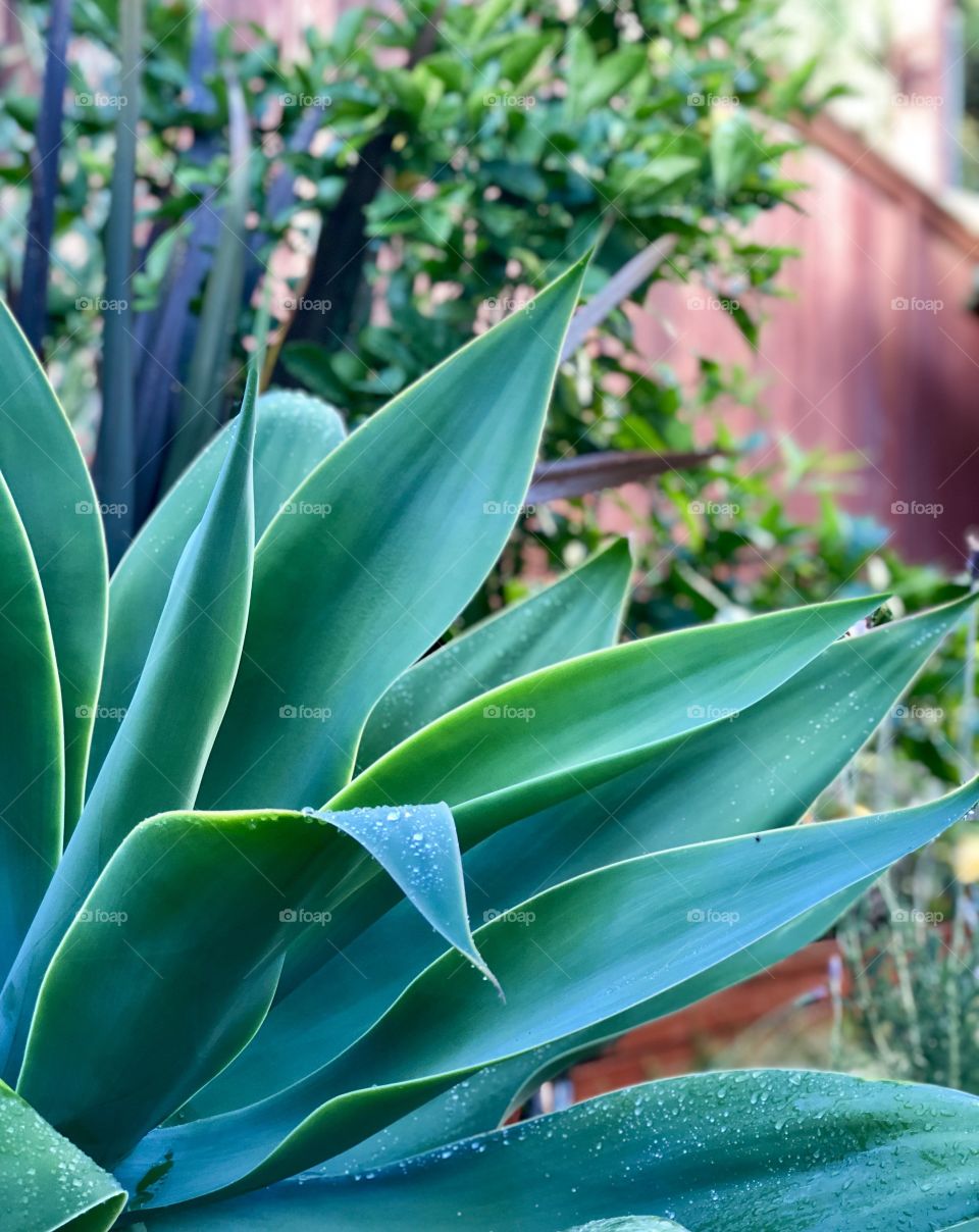 Foap Mission Crazy Plant People! Large Succulent With Morning Dew!