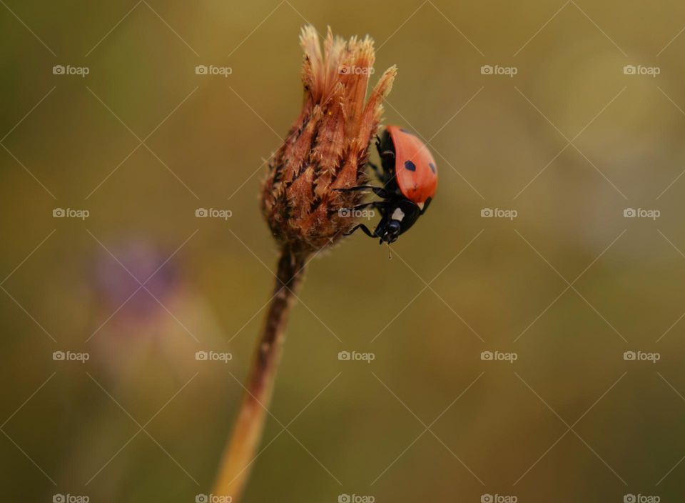 ladybug