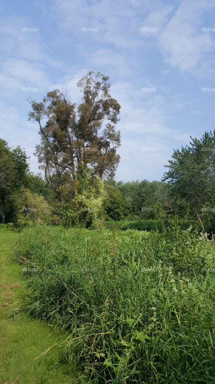 tree overlooking Sauk River