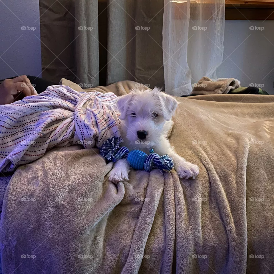Puppy lays claim to a nice warm bed
