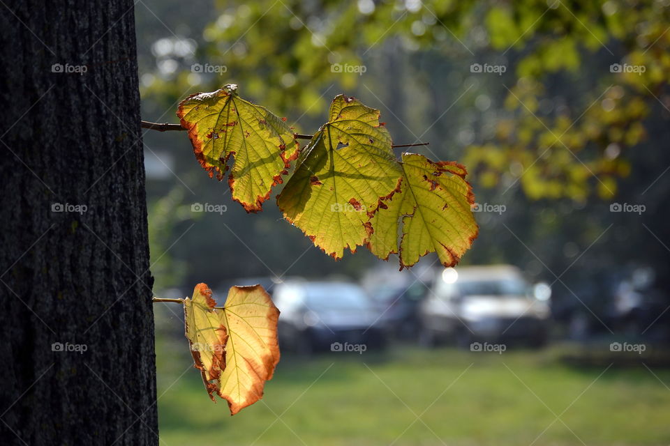 Close-up of autumn leaves