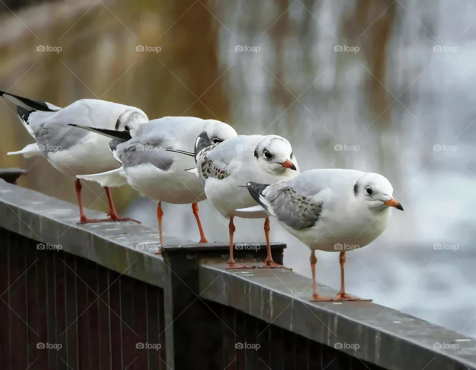 Seagulls