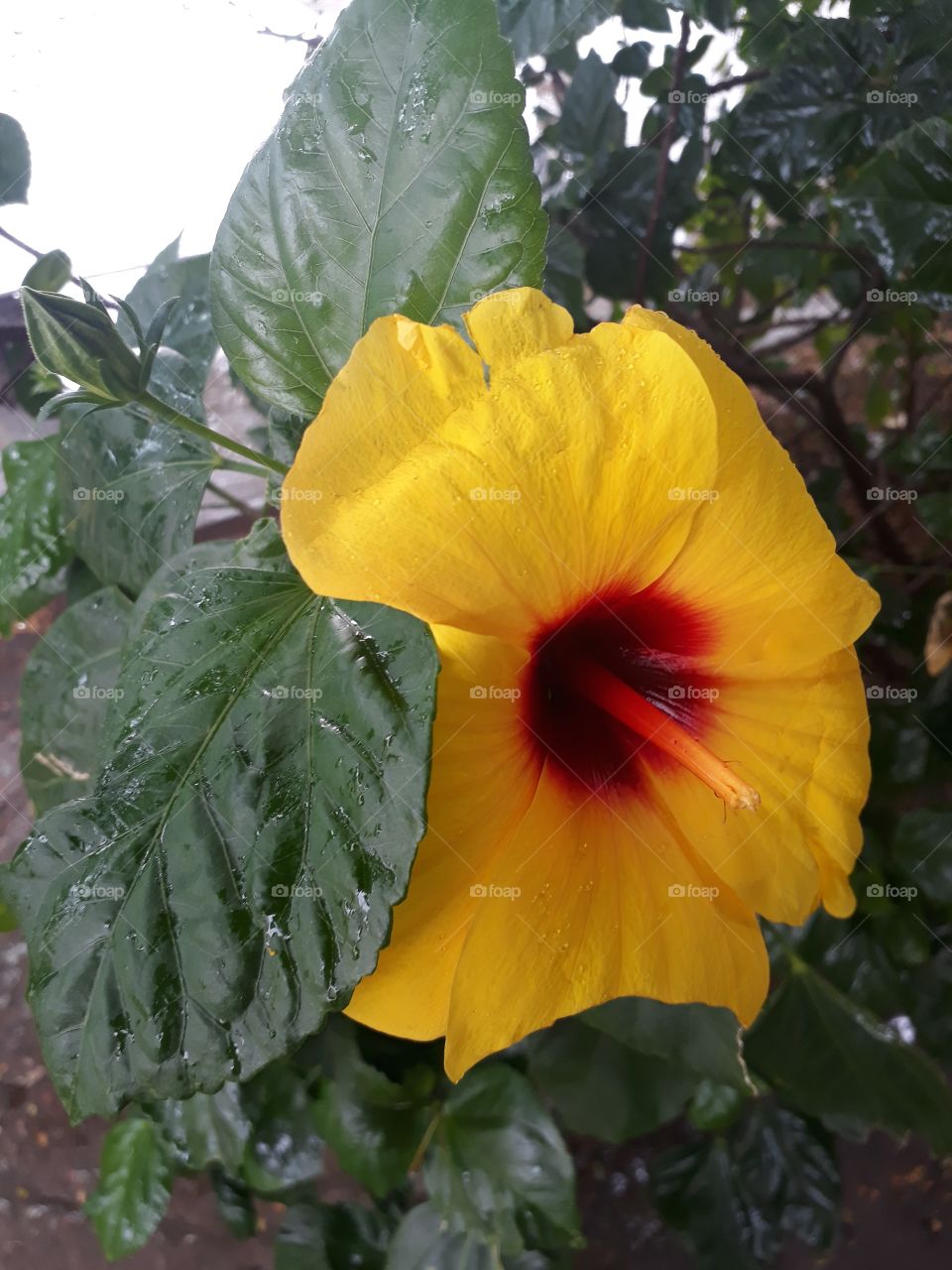 Flor amarela sob a  chuva...