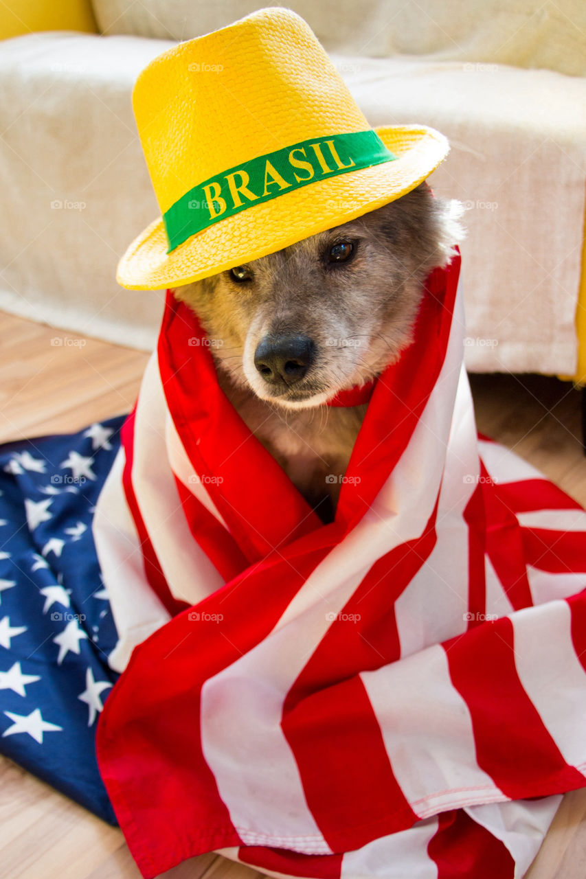 World Cup dog 