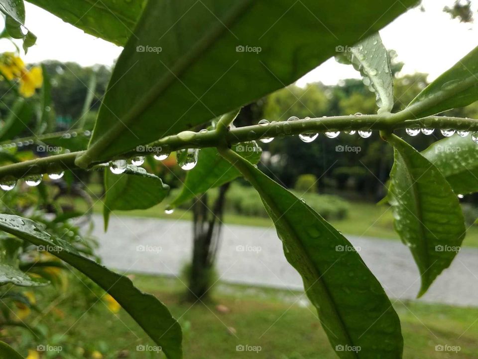 green leaves in the water drops