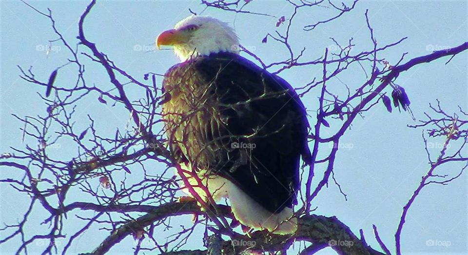 Beautiful bald eagle perched in a tree
