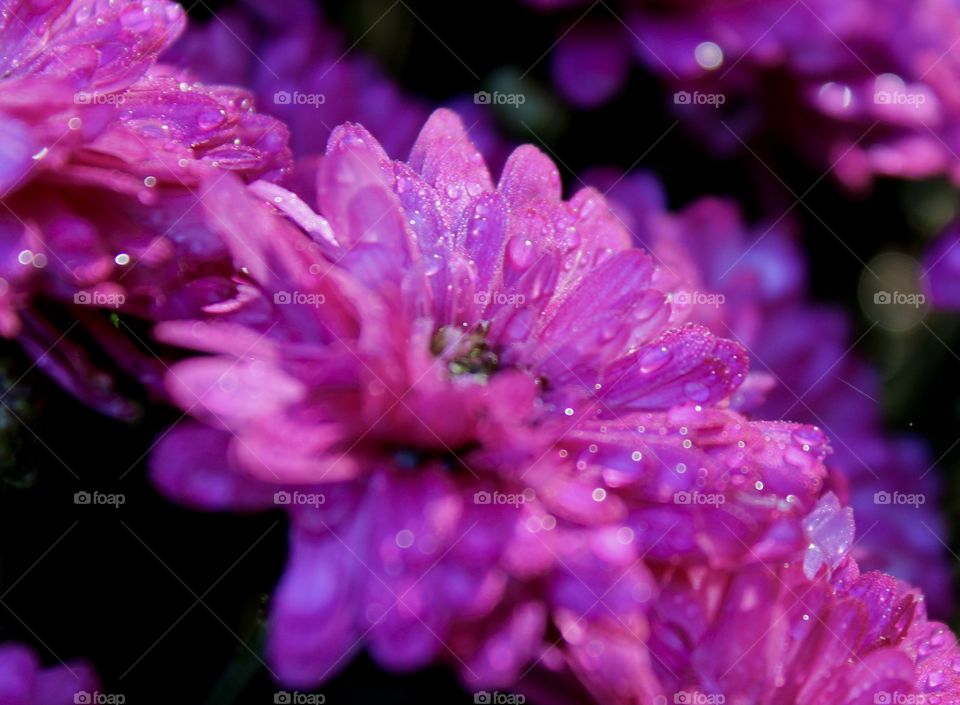 Morning Mist Mum; Magenta Mum covered in a light mist with the rising morning sunlight shadowing the rest of the  shrub