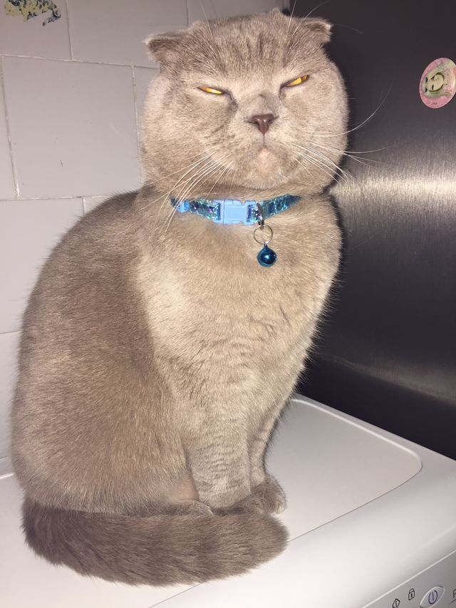 cat seized a nap