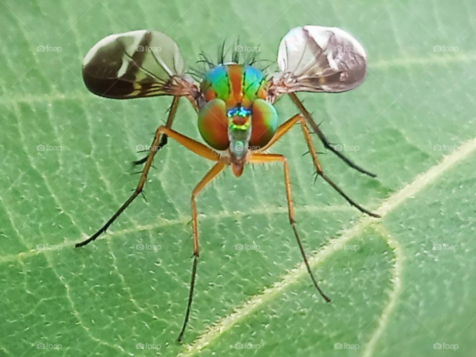 The shout from a colourful insect.