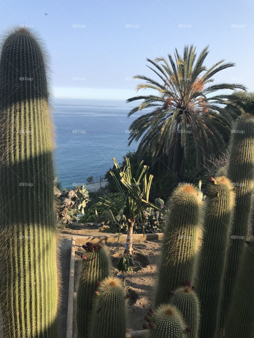 Jardin de cactus, vue sur la mer 