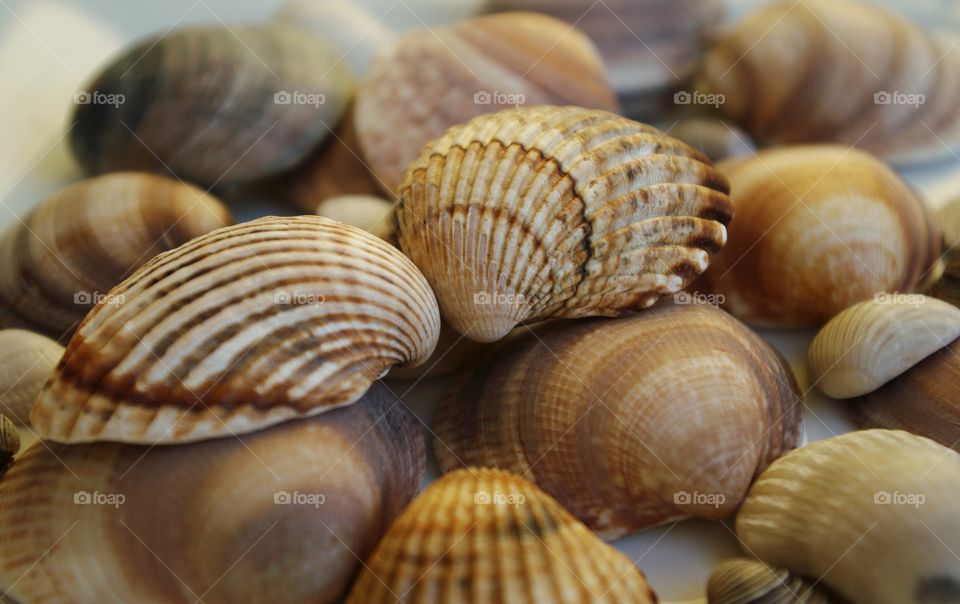 Stack of seashells