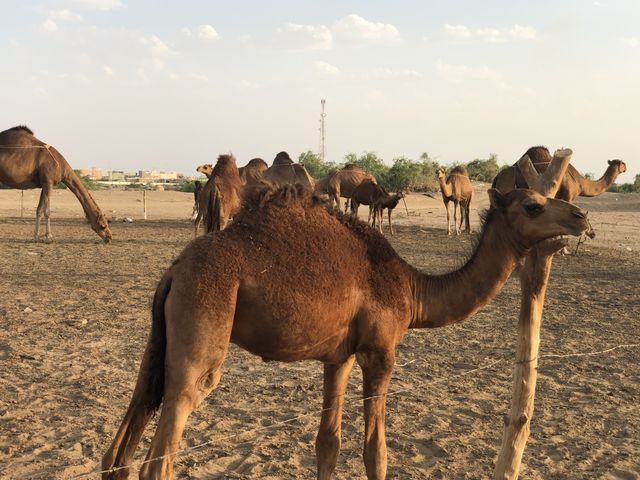 With camel 