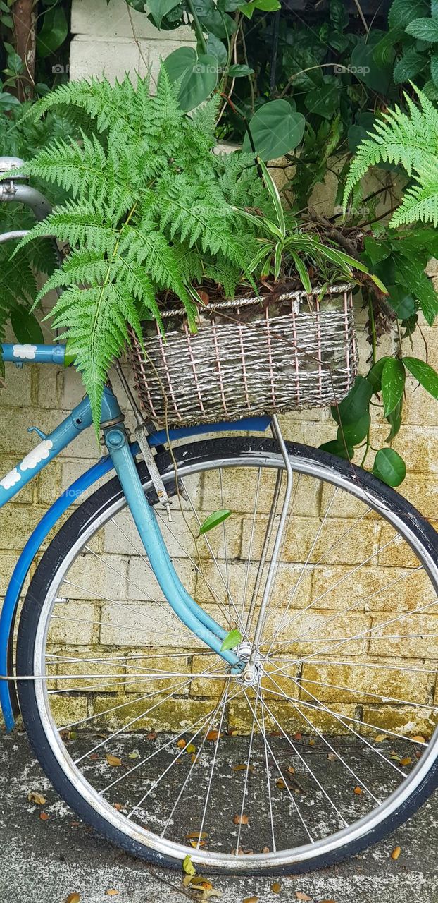 blue bicycle front wheel along with plants in bamboo basket