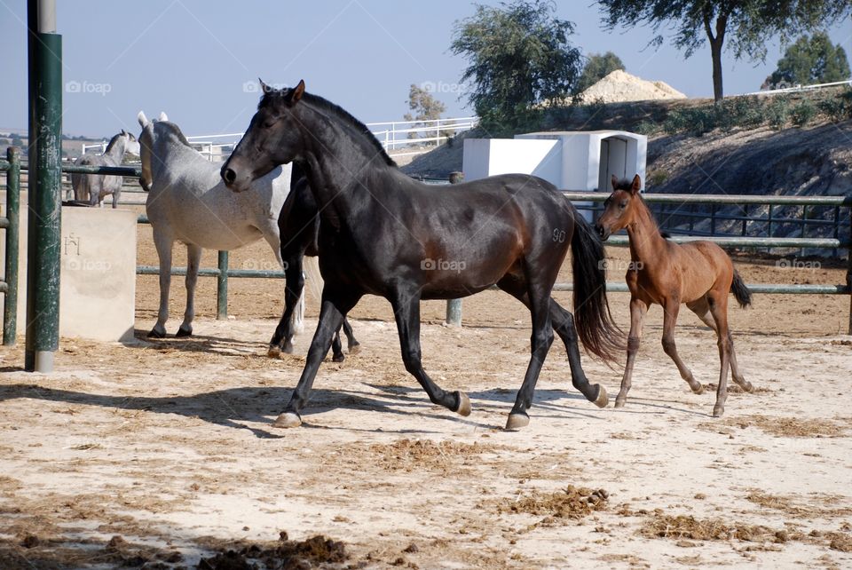 Andalusian mare and foal. 
