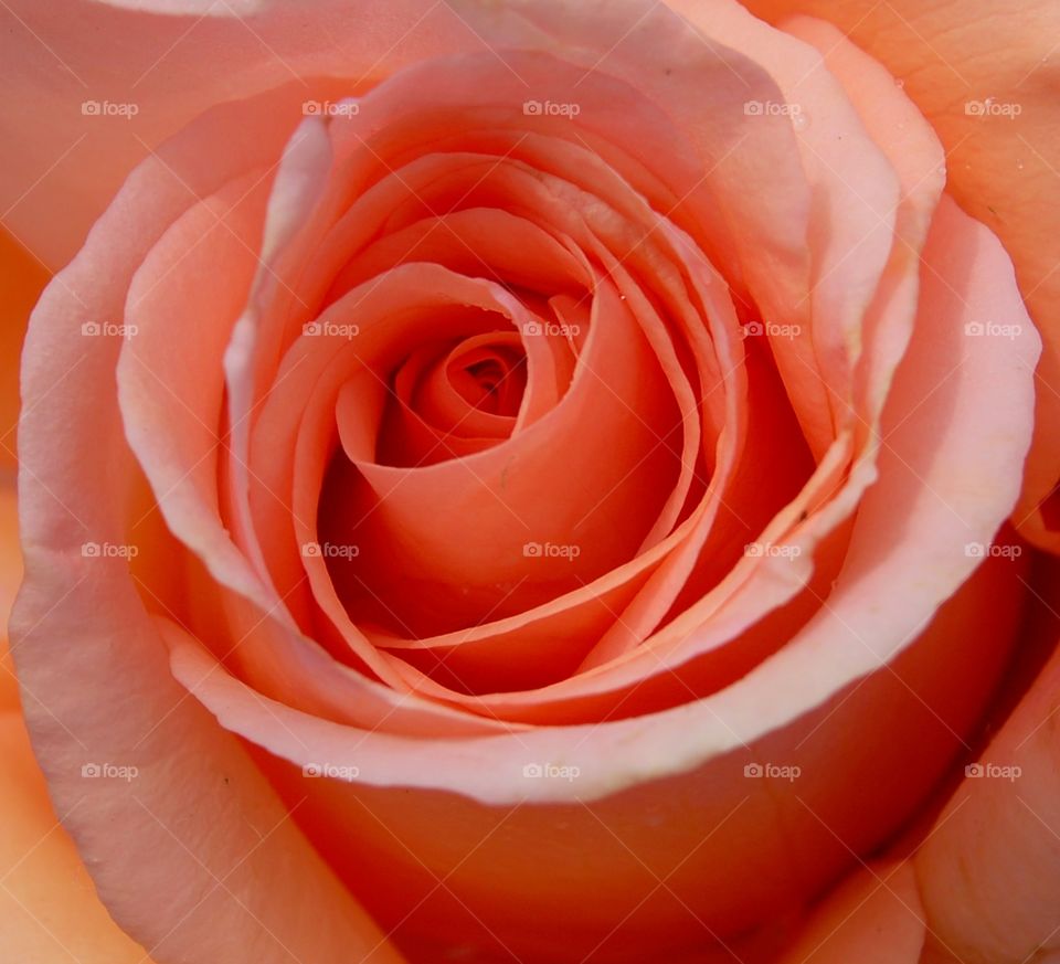 Peach Rose Closeup