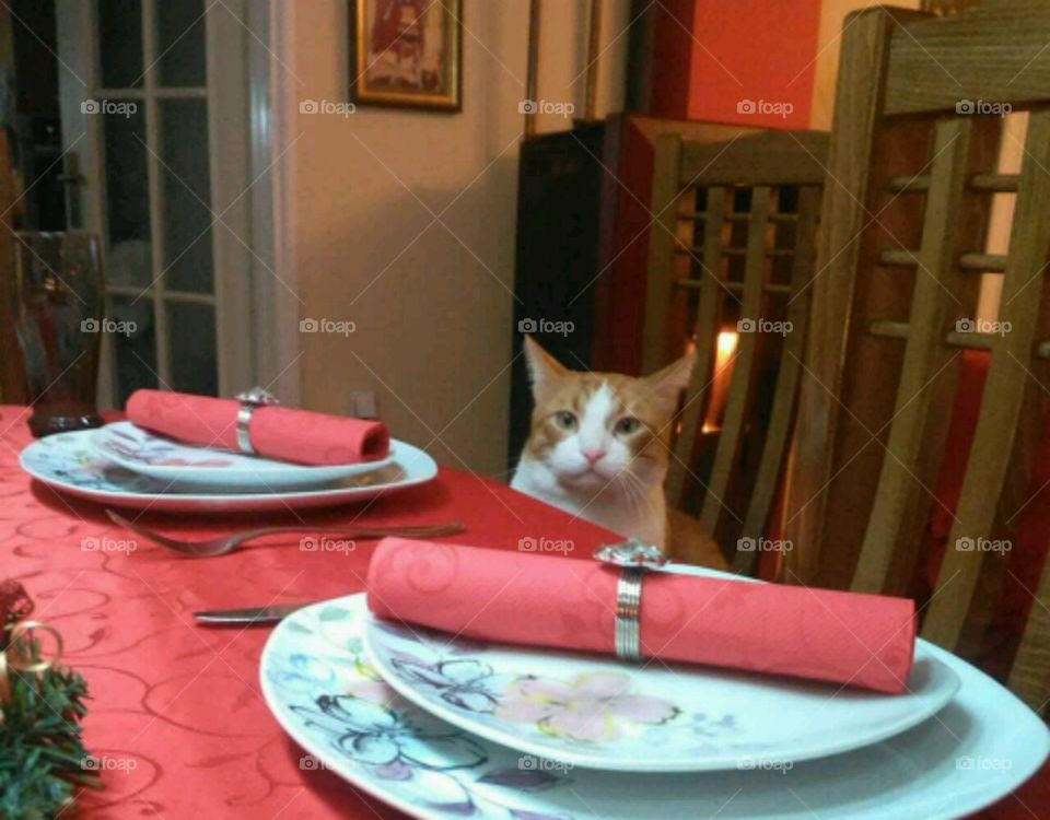 Fun animals in our daily life