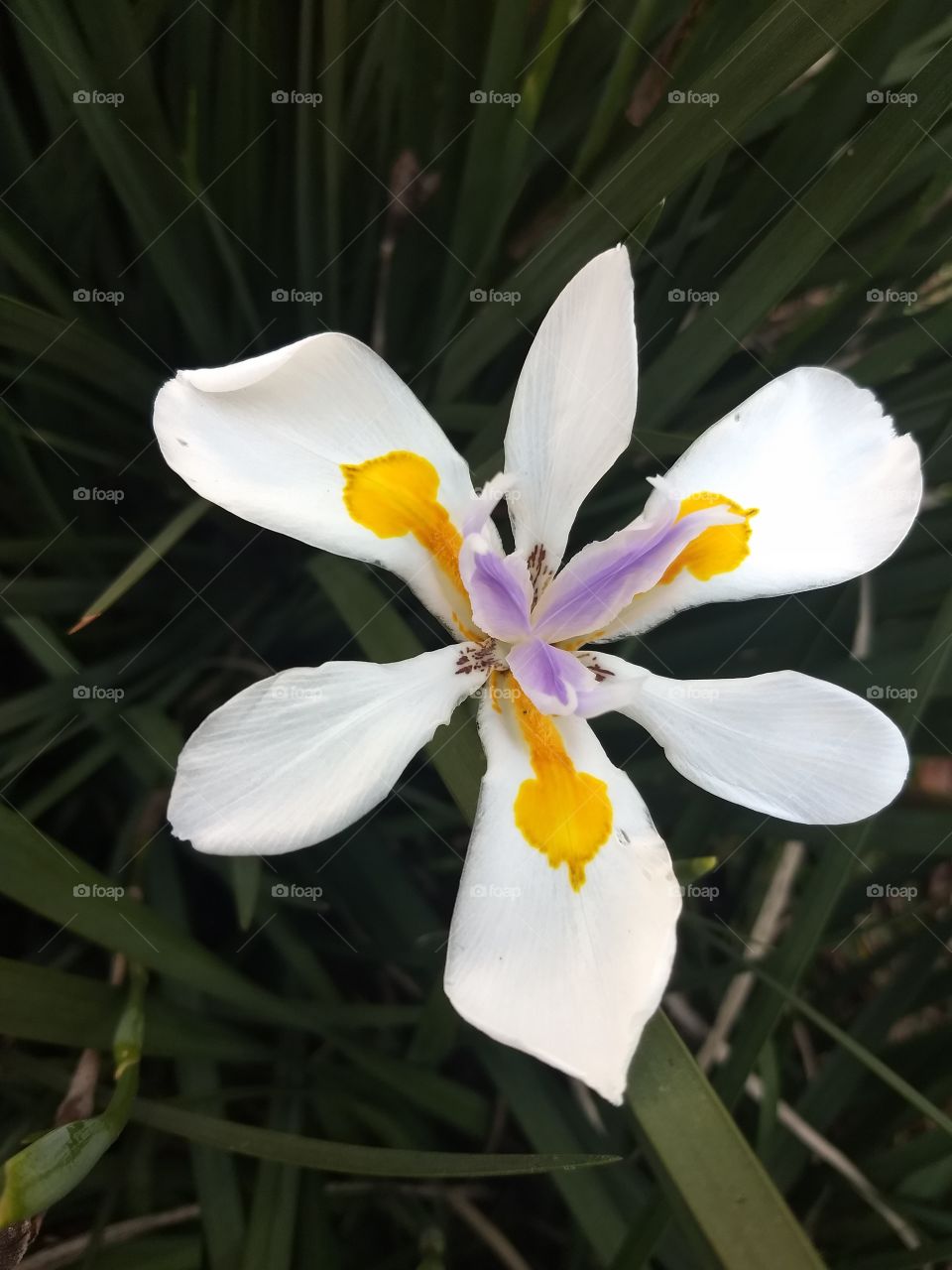 white Orange and violet Flower