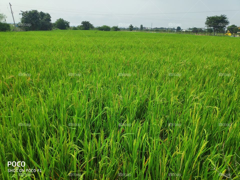 Paddy field
