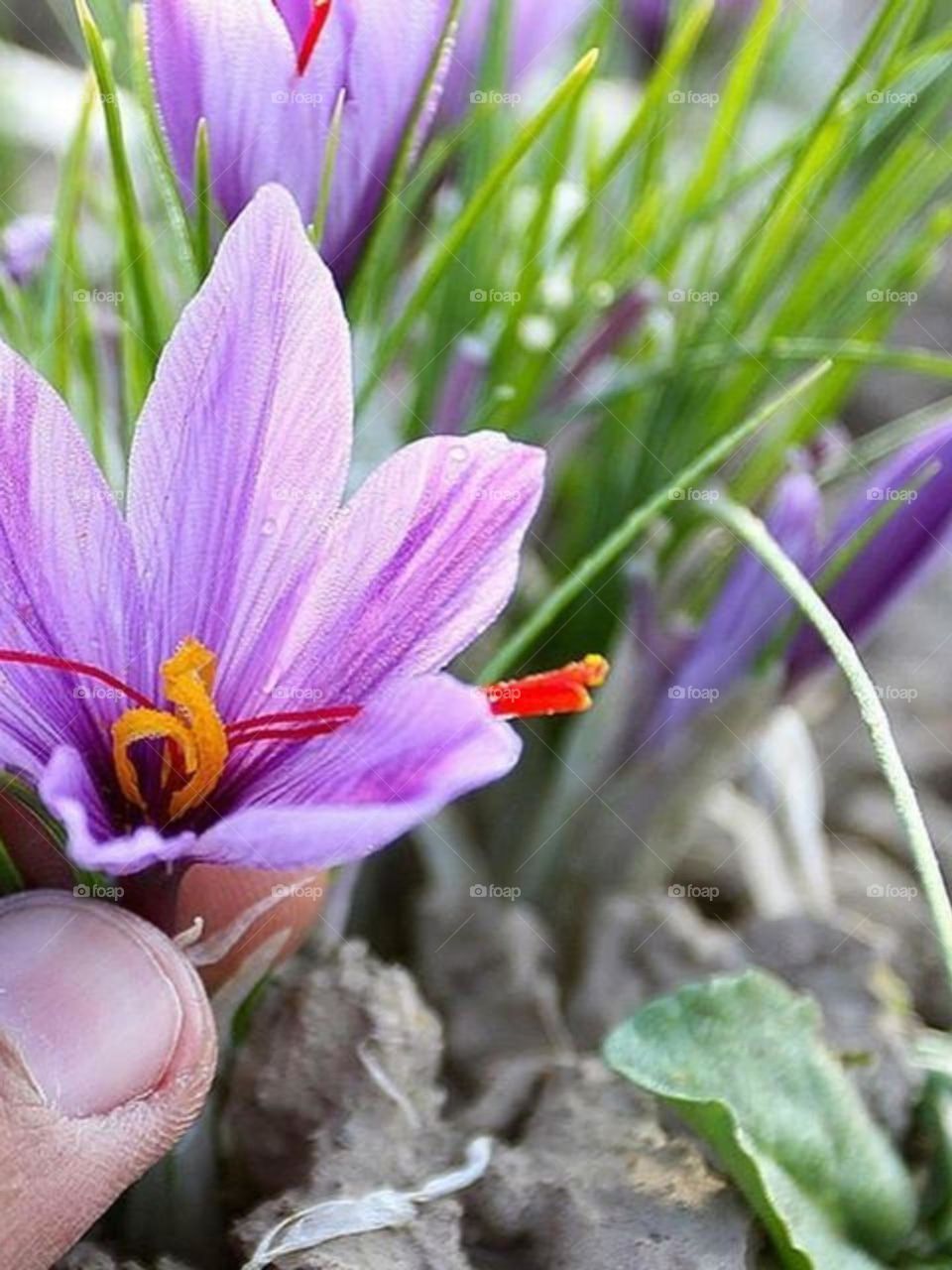 Saffron flowers.. Expensive and delicious spice