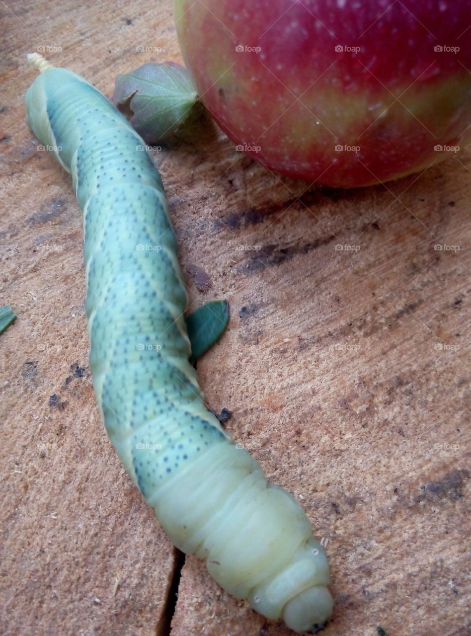 Бражник гусеница