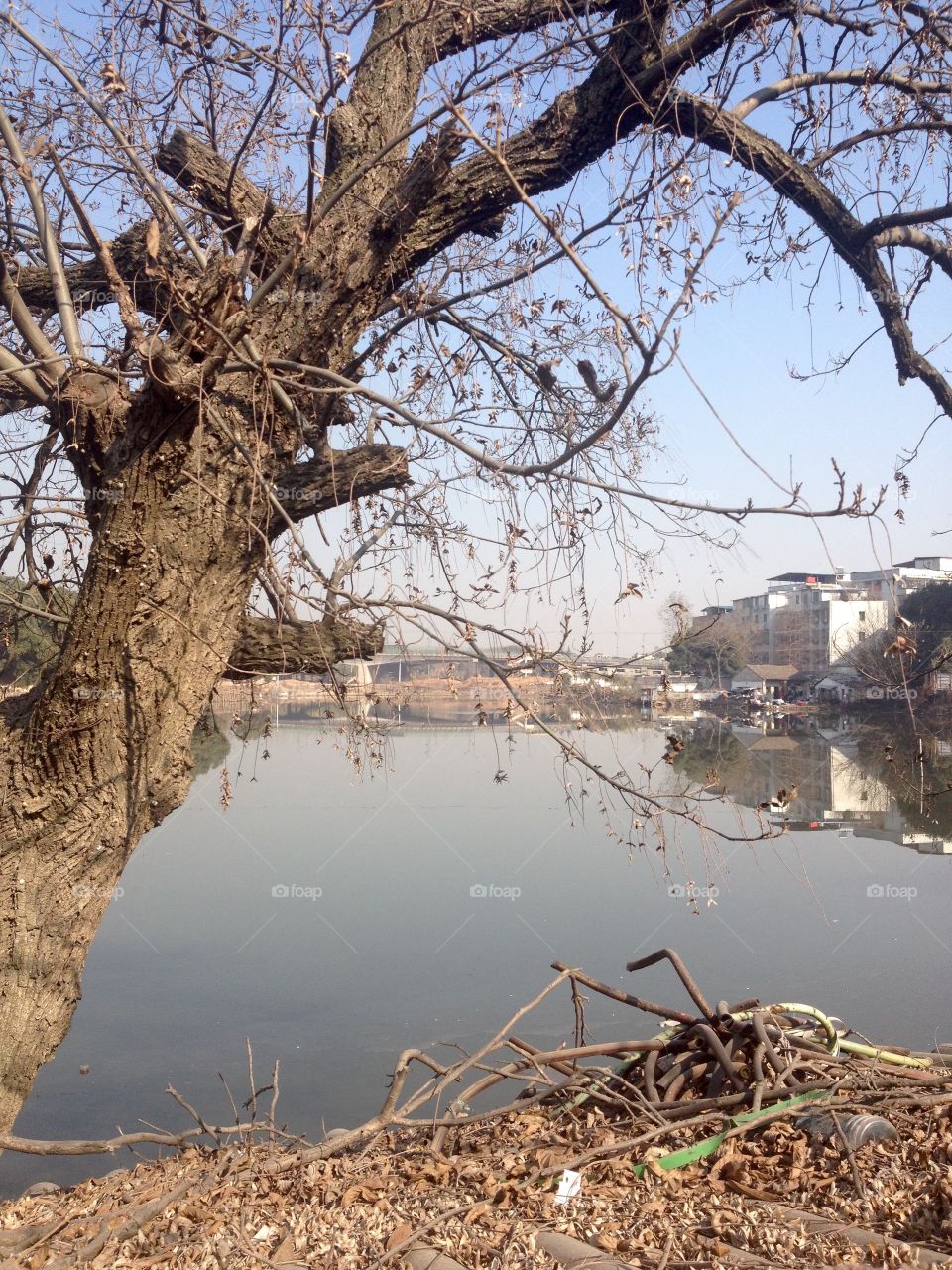 Pond in the city 