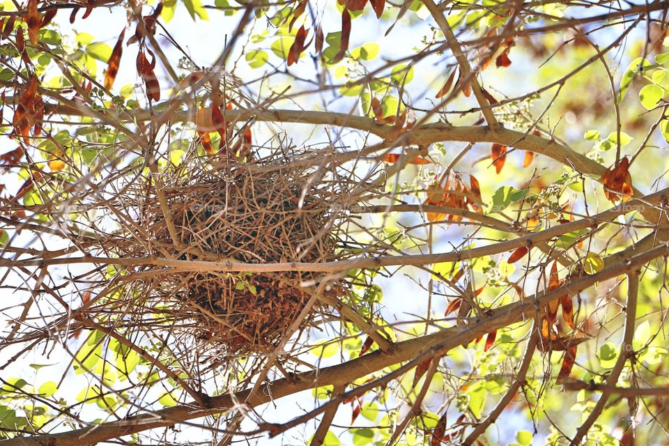 Bird nest on autumn trees