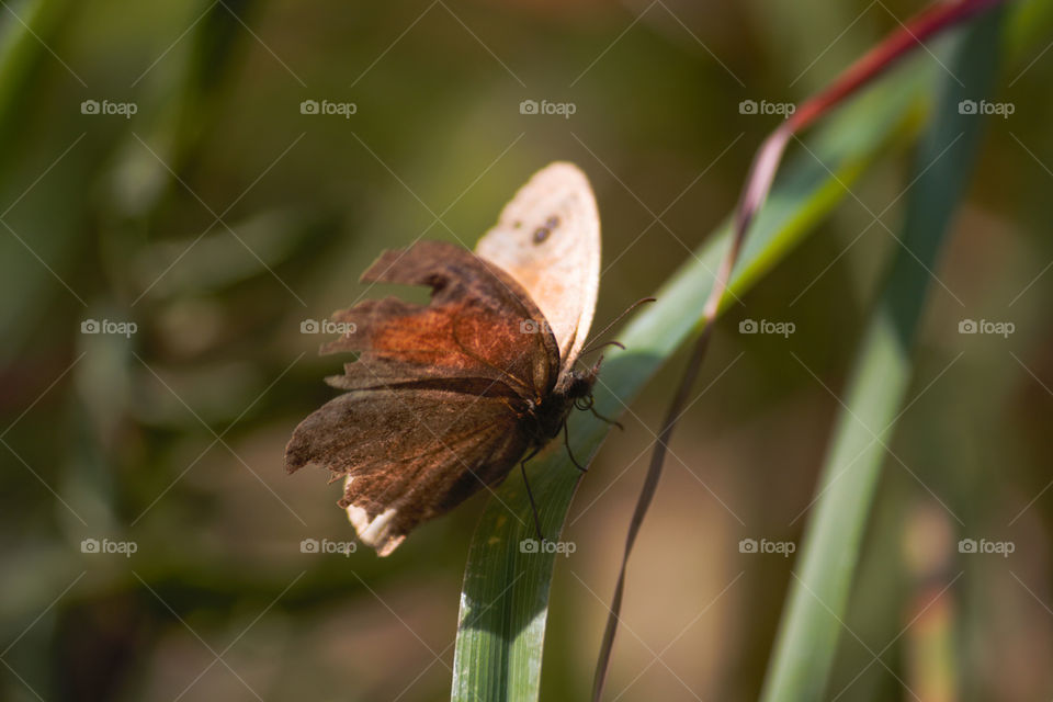 Meadow Brown Butterfly On Meadow Grass (Maniola jurtina), Limpopo, South Africa