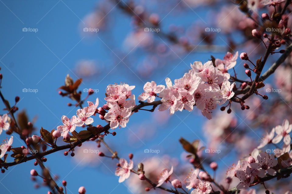 Pink spring flowers