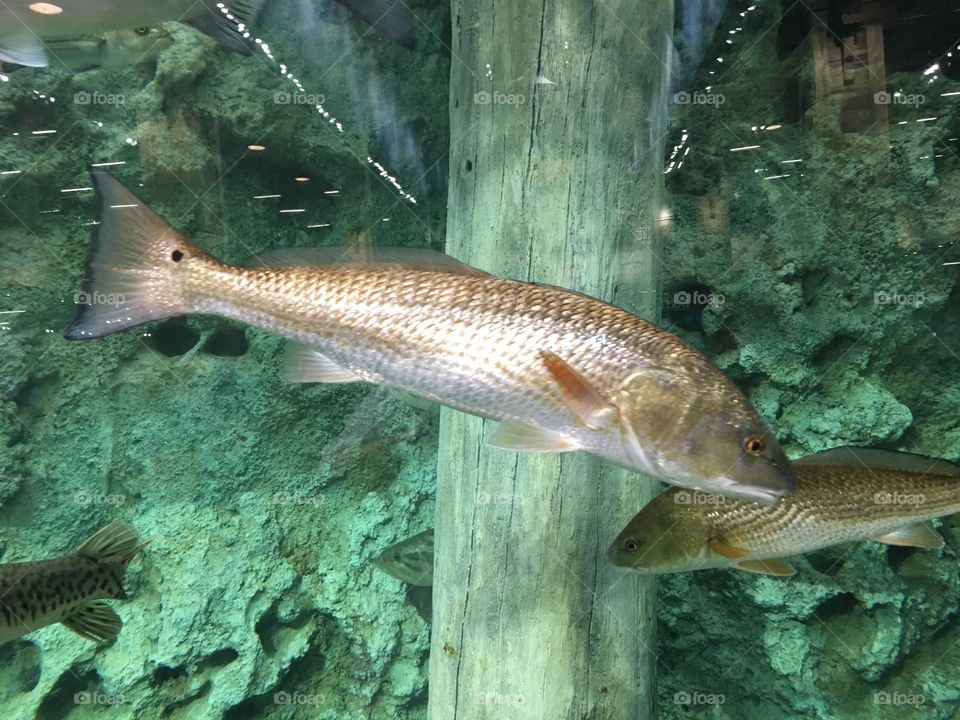 Bass pro shop red fish