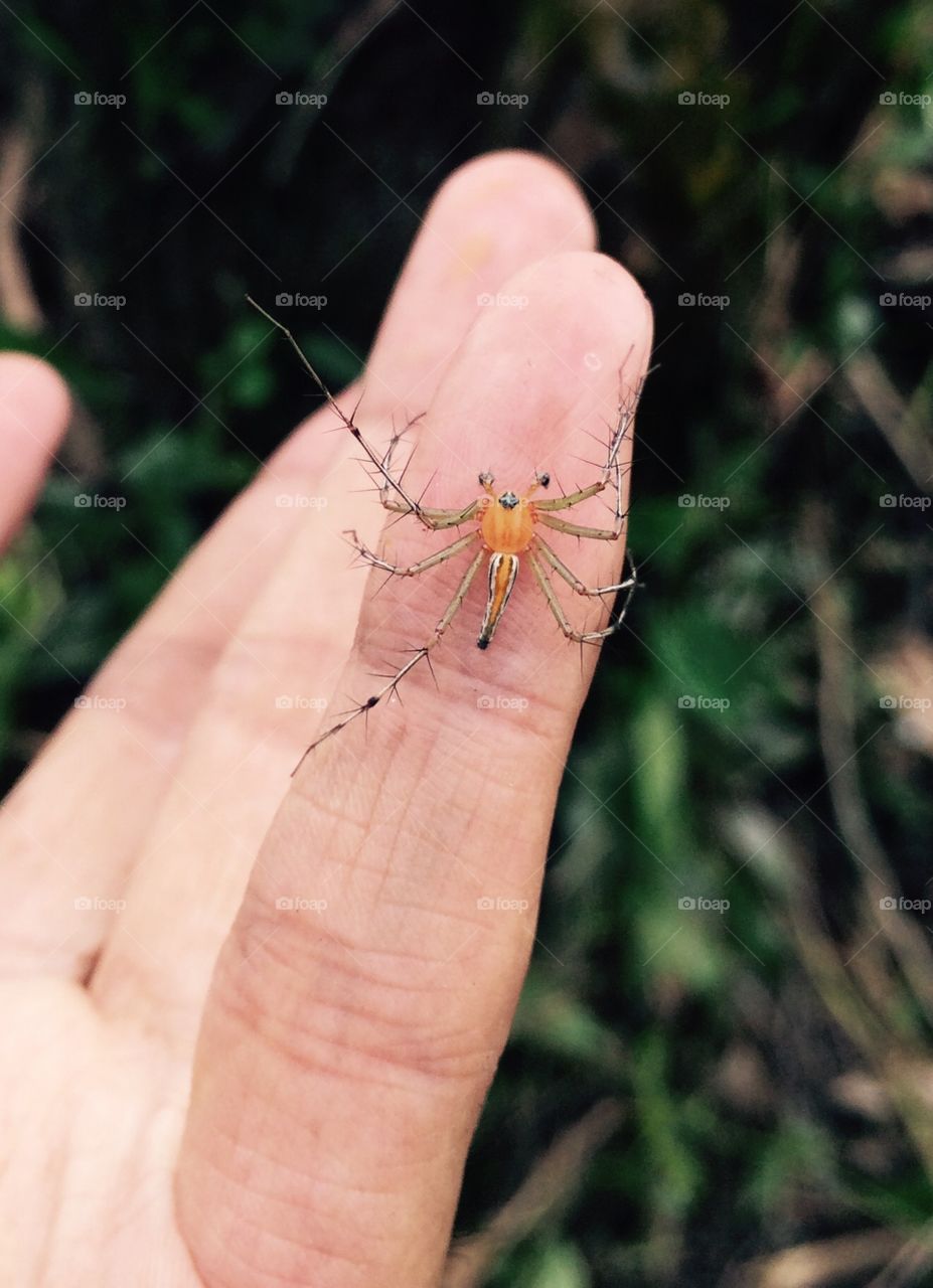 Spider 🕷 on my pinky finger 