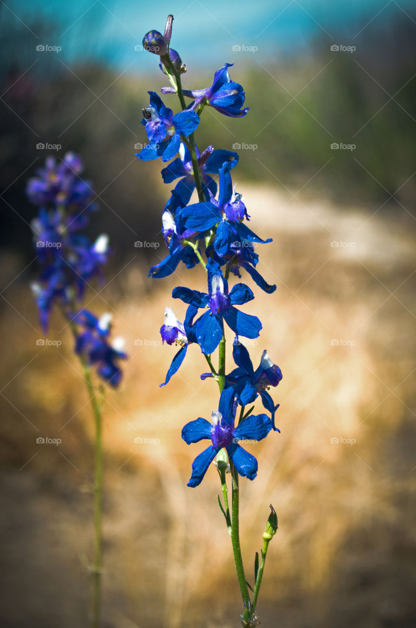 Golden Blues. Taken while hiking in Hemet, Ca.