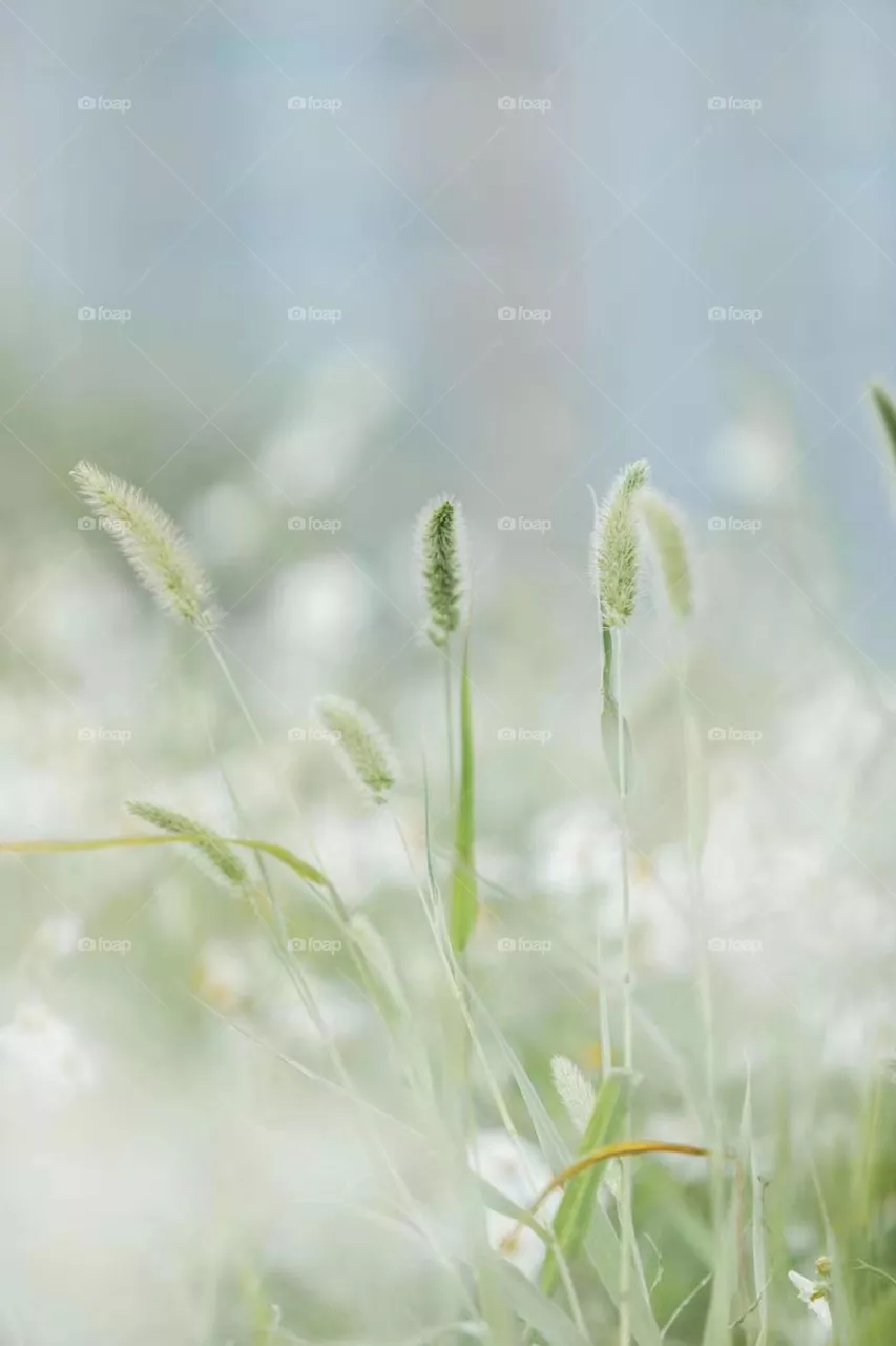 Grass