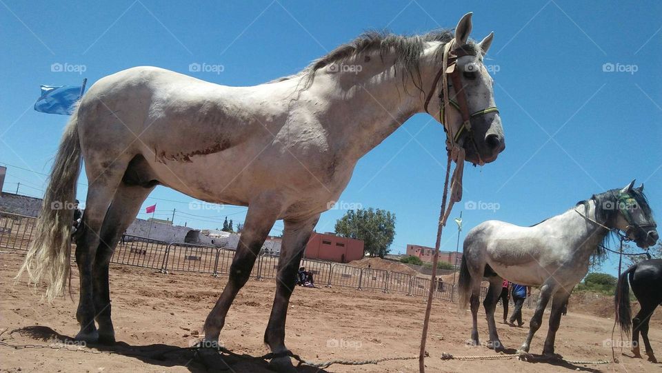 Beautiful white horse