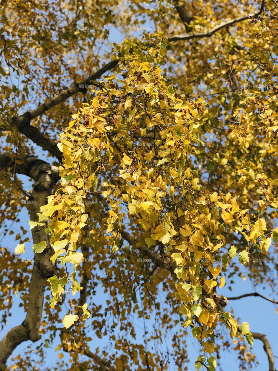 Yellow colors of autumn 