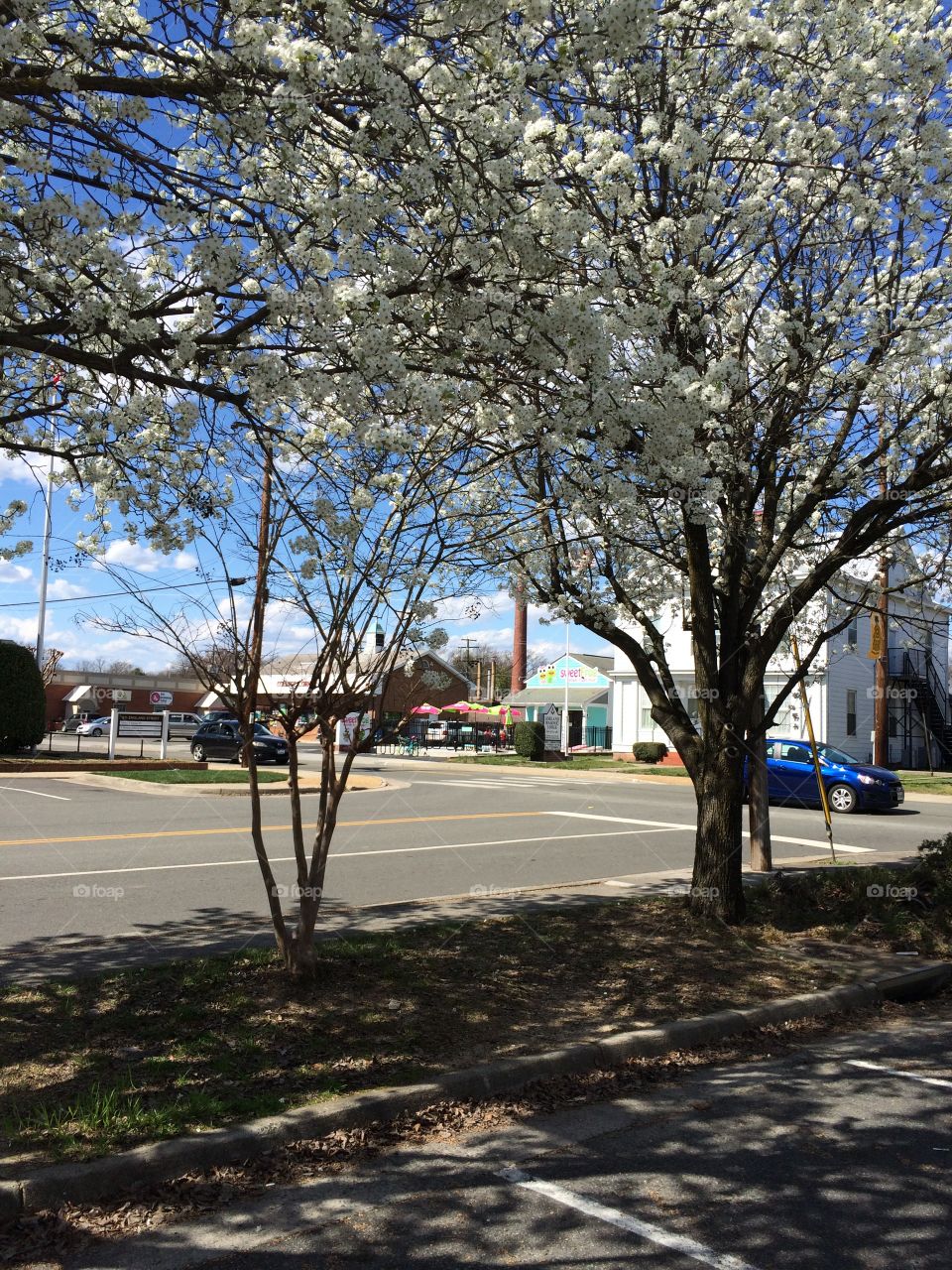 Tree, Landscape, Road, Park, No Person