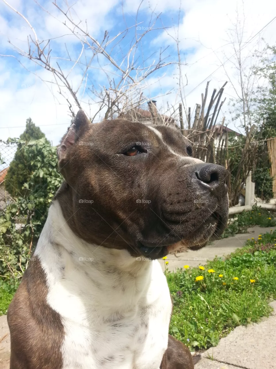 Dog