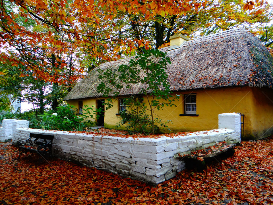 View of autumn trees near house