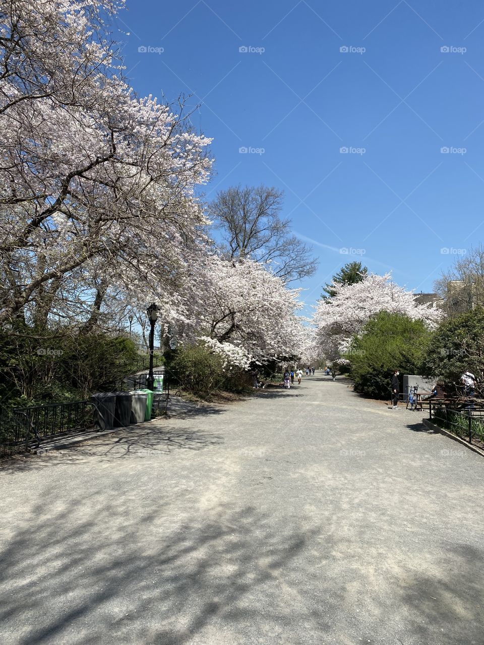 Central Park bridle path 