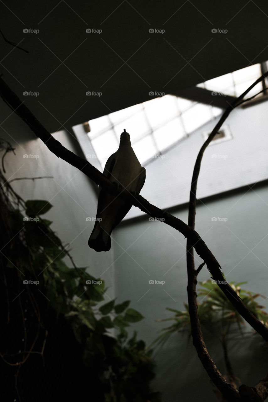 View from below of a silhouette of a dove resting on a branch